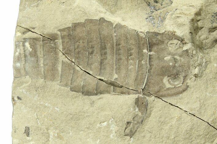 Partial Eurypterus (Sea Scorpion) Fossil - Ukraine #271291